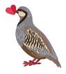 Chukar bird holding heart in beak
