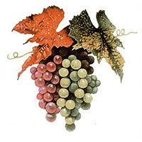 Wine Grapes