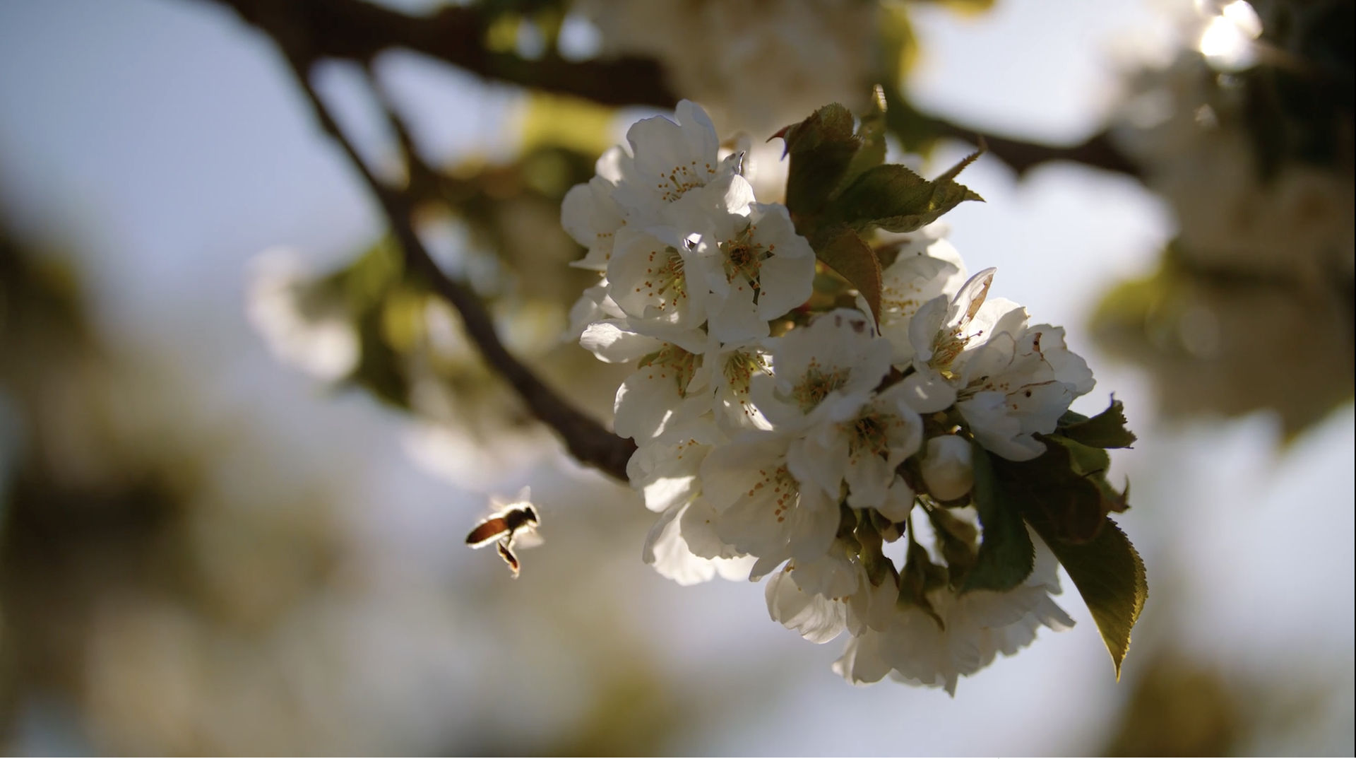 Cherry Bees