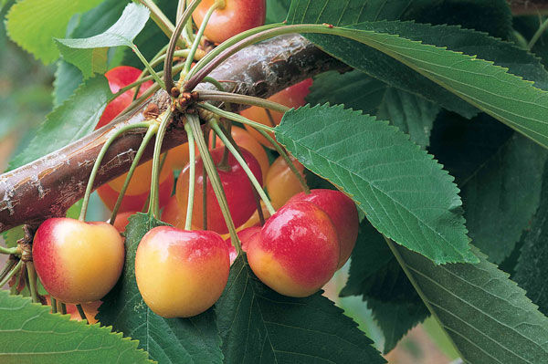 Rainier cherries best sale