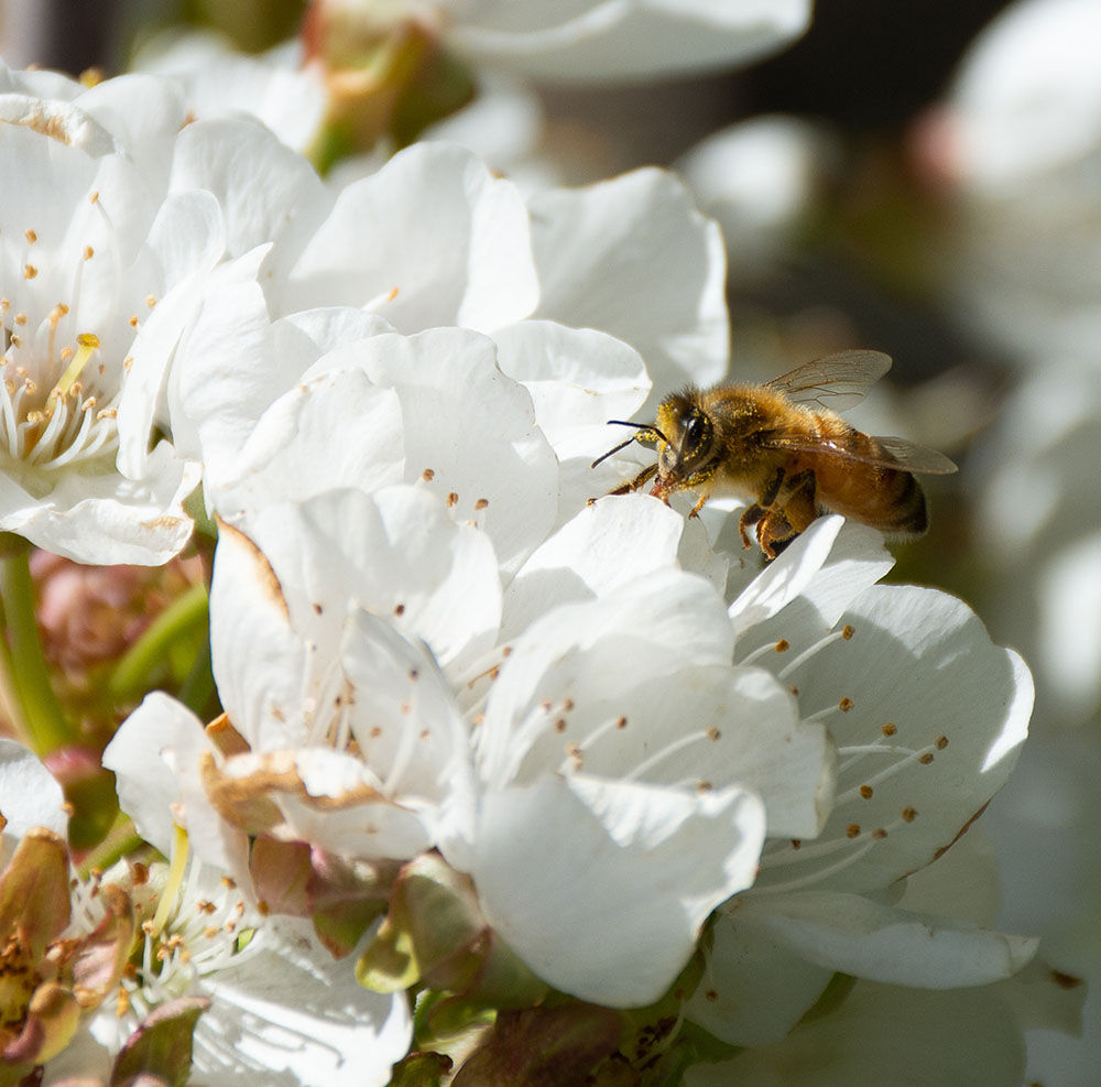 bees