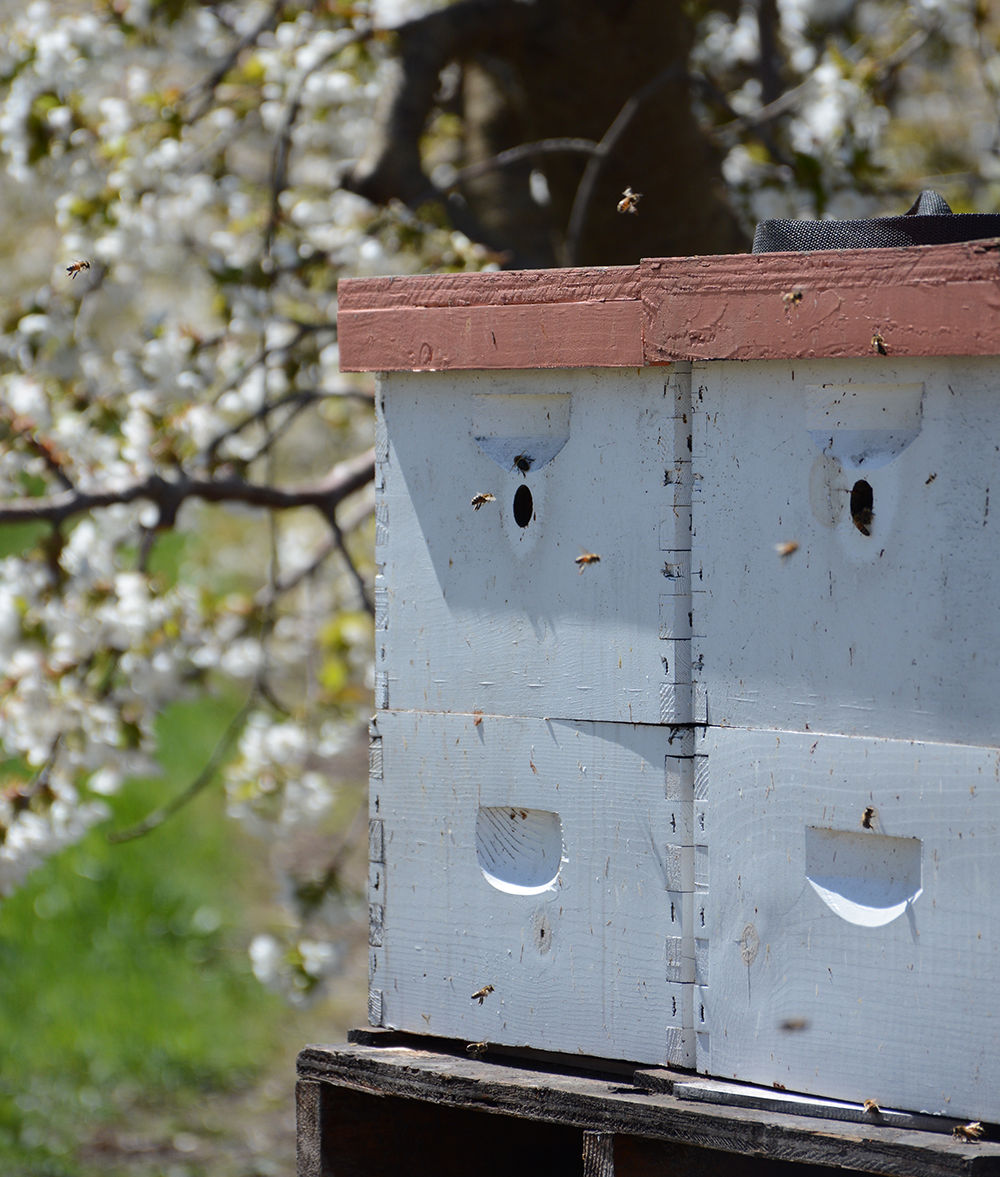 cherry bees