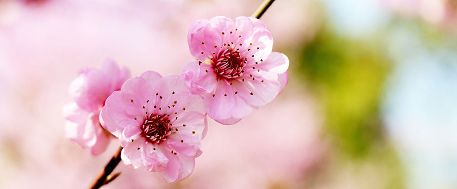 blossoms seattle