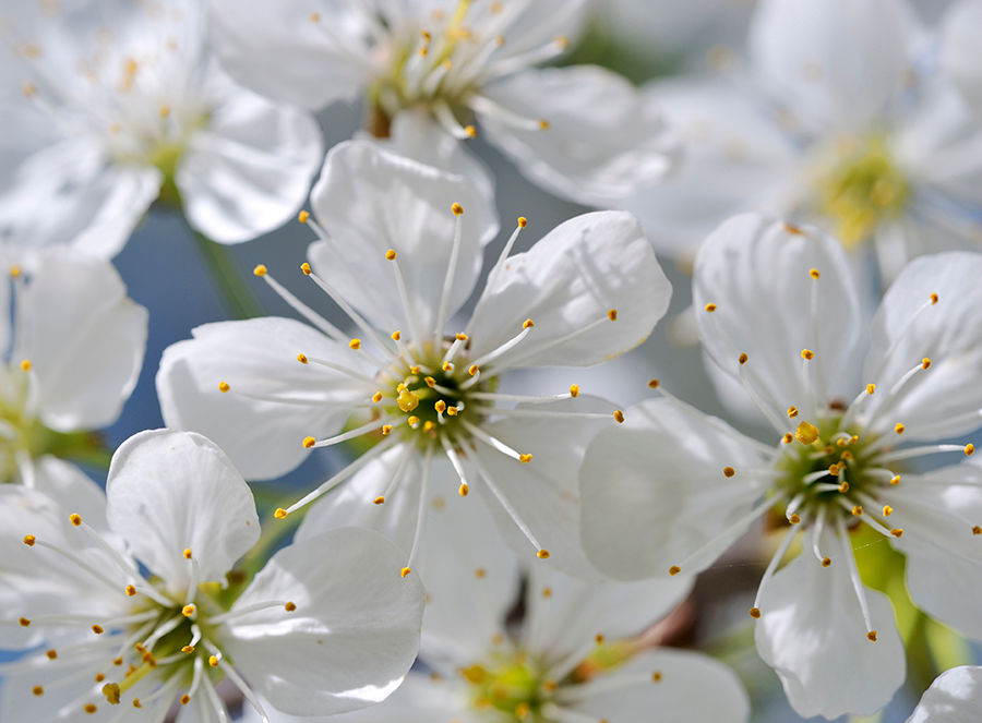 cherry fruit tree in bloom