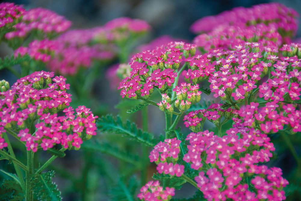 Native Flowers