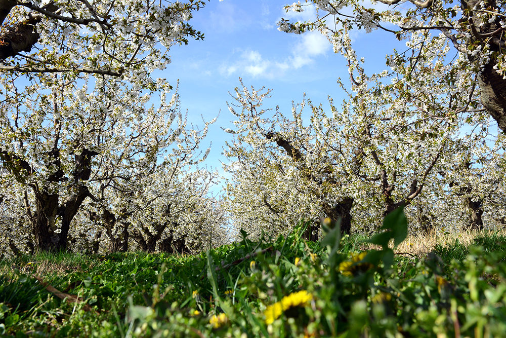 prosser blossoms