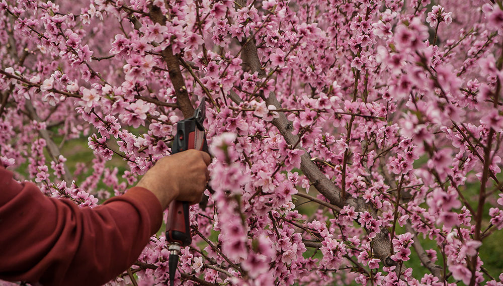 cherry fruit tree in bloom