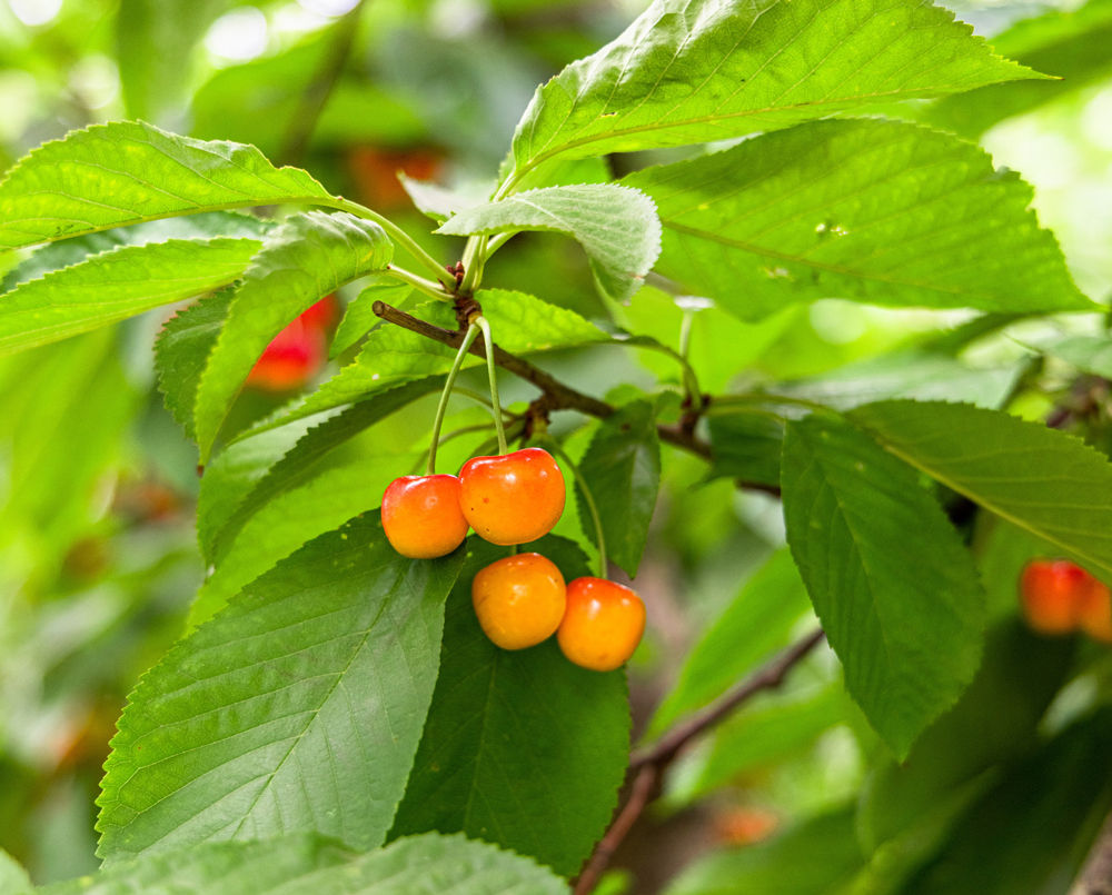 ripe rainiers