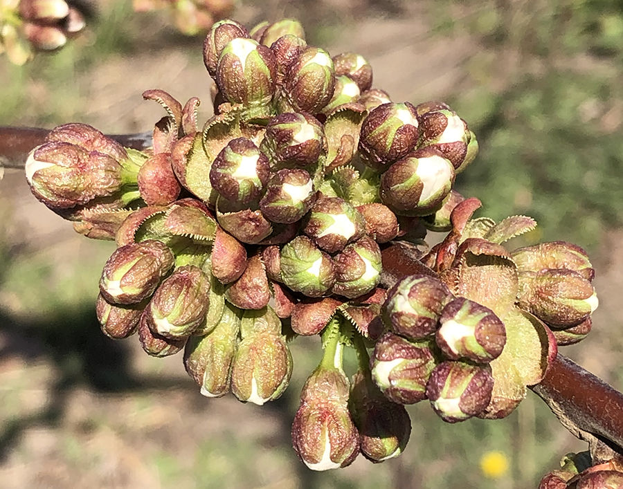 Cherry Fruit Orchard