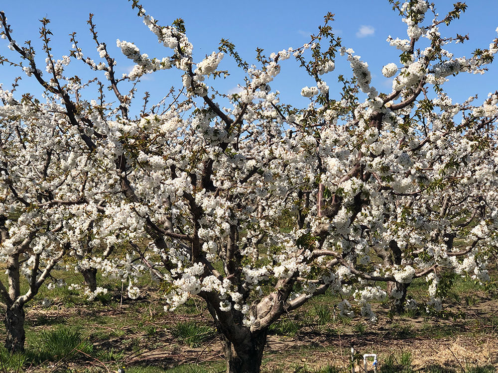 Cherry Fruit Trees vs Cherry Blossom Trees