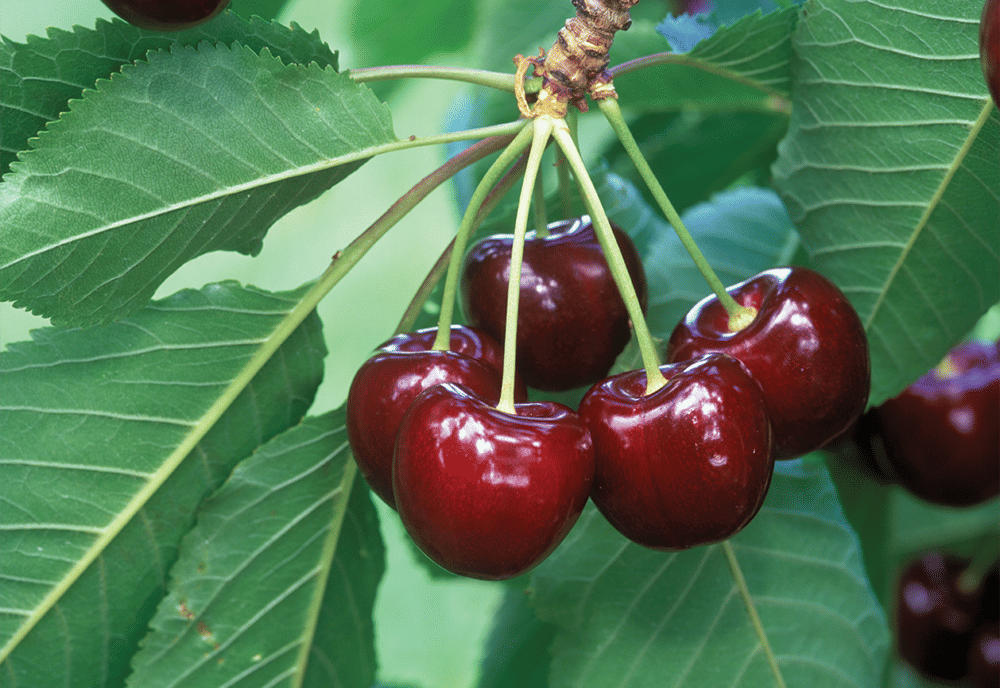 sweet cherries