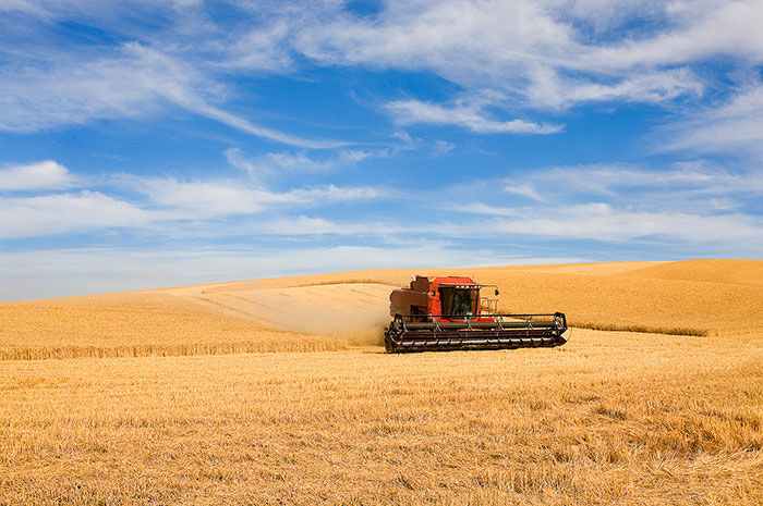 nw wheat