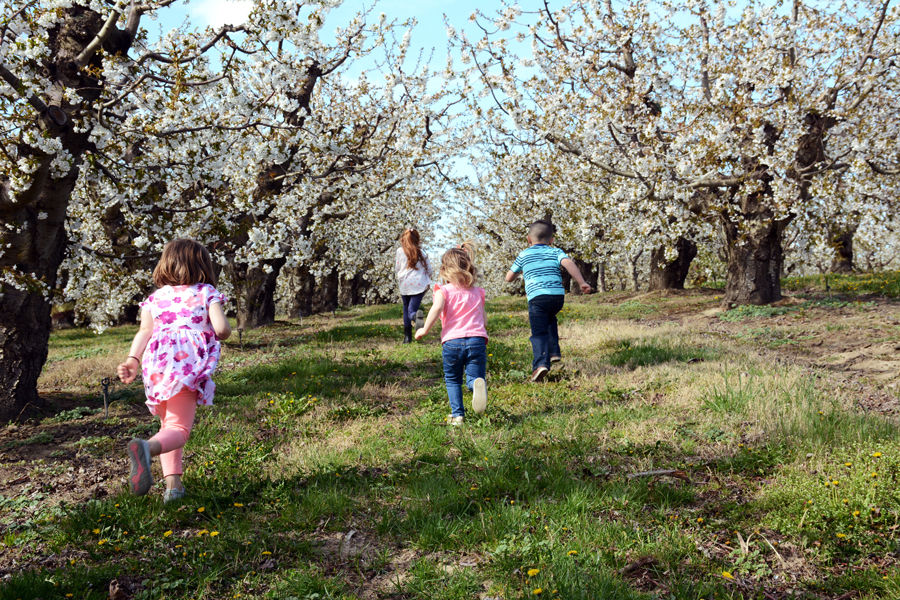 Learn About Cherry Blossom Season in the Pacific Northwest