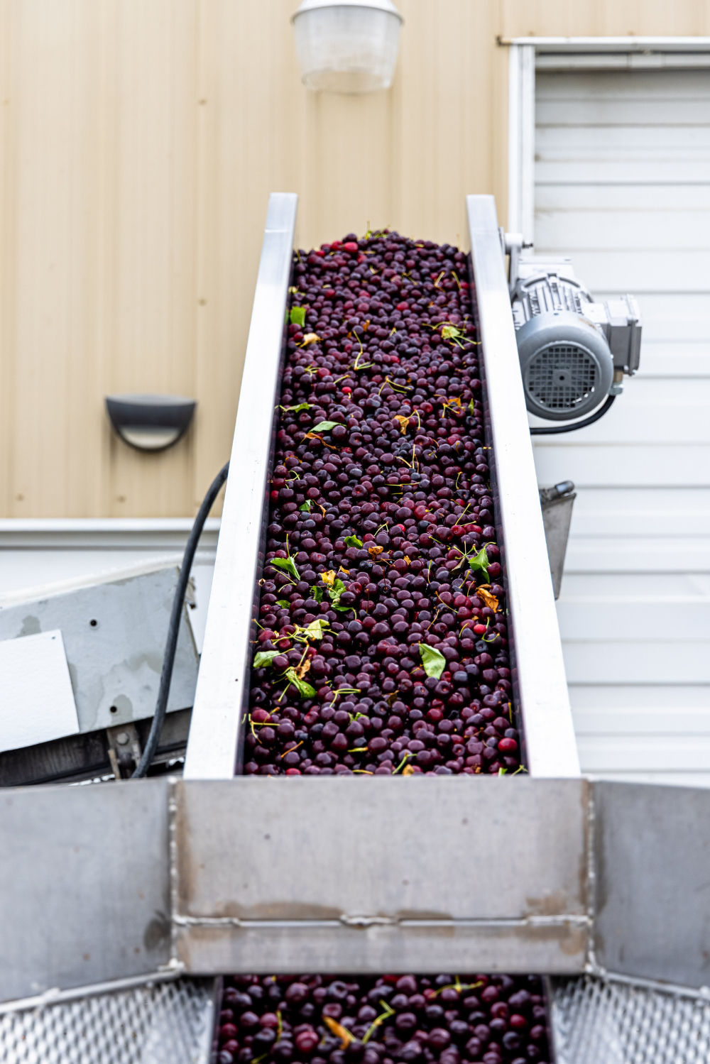 Scenes from Washington Sweet Cherry Harvest