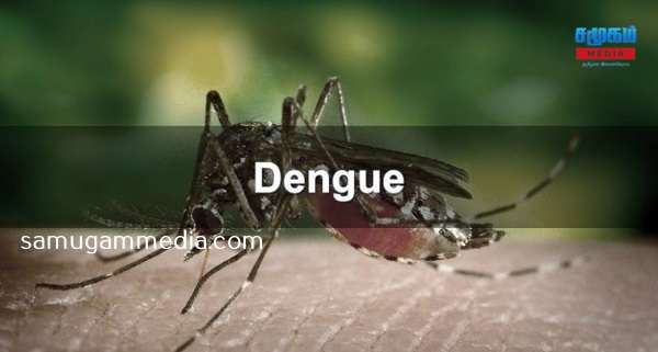 யாழில் அதிகரிக்கும் டெங்கு நோயாளர்களின் எண்ணிக்கை! - விடுக்கப்பட்டுள்ள எச்சரிக்கை 