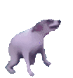 PAJAKTOTO