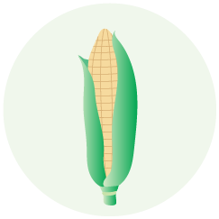 Maize