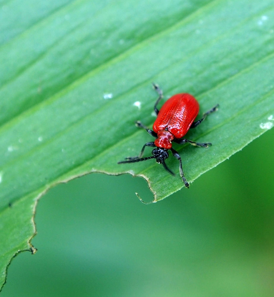 bio pesticide