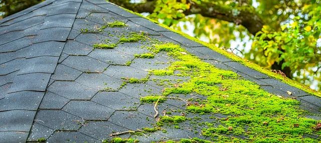 Roof Cleaning