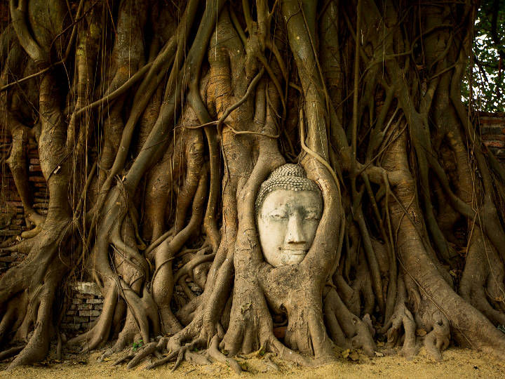 The iconic Buddha Head in Tree Roots @Wat Mahathat