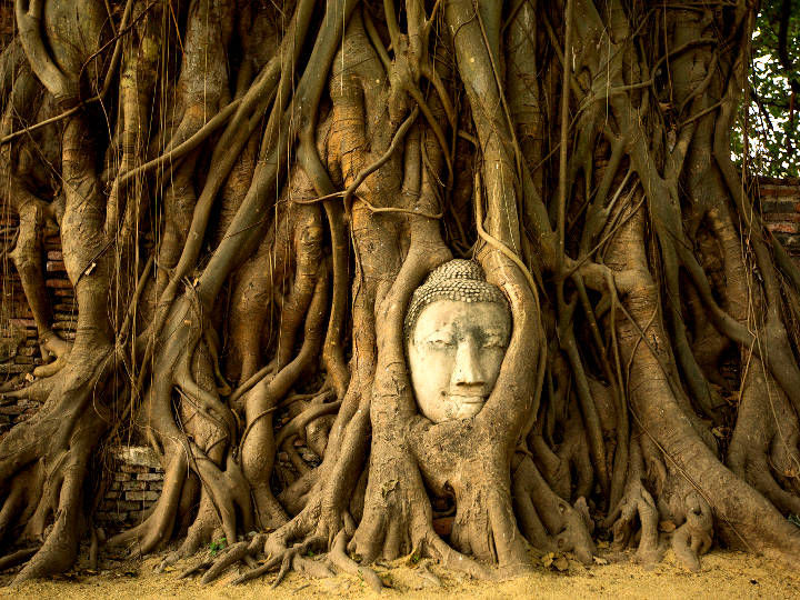 The iconic Buddha Head in Tree Roots at Wat Mahathat