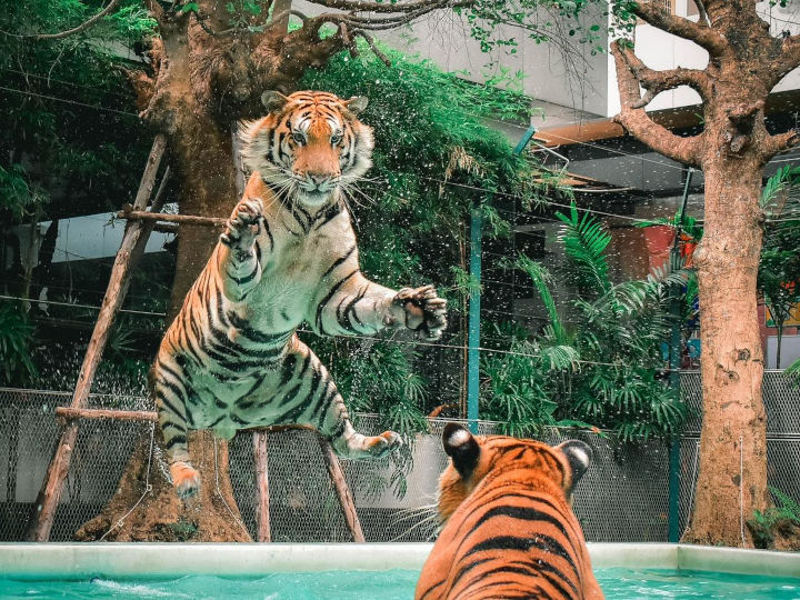 Meet tigers