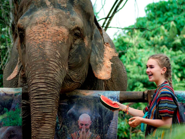 Feed the elephants with their favorite foods @Elephant Jungle Sanctuary Phuket