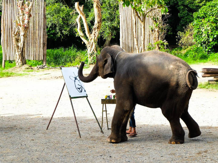 Elephant show at Mae Tang Elephant Camp