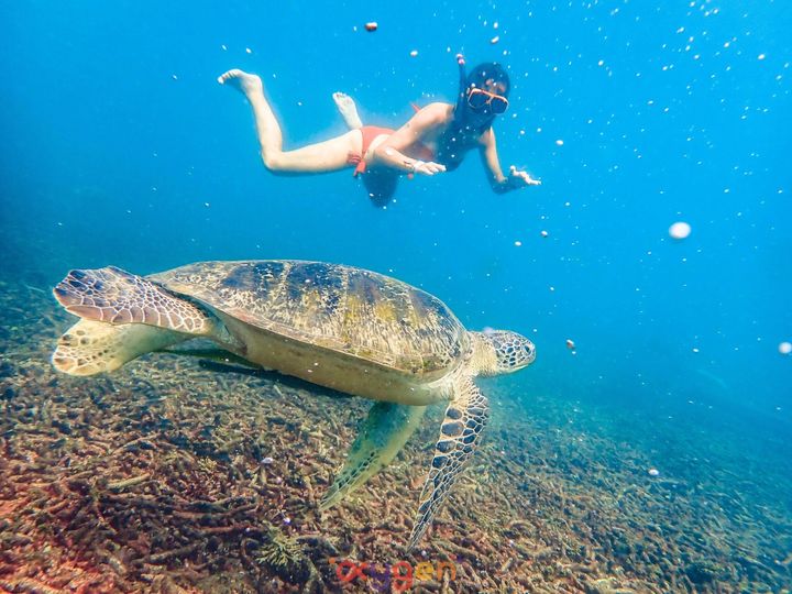 Discover fascinating sea creatures