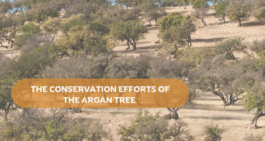 Argan Tree Conservation Efforts