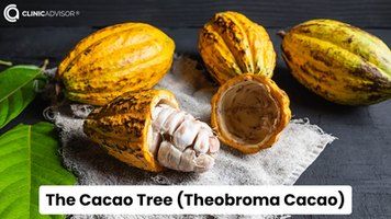 What Plant is Chocolate Made From?