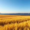 Golden harvest meets solar future — where wheat fields and photovoltaics share the land