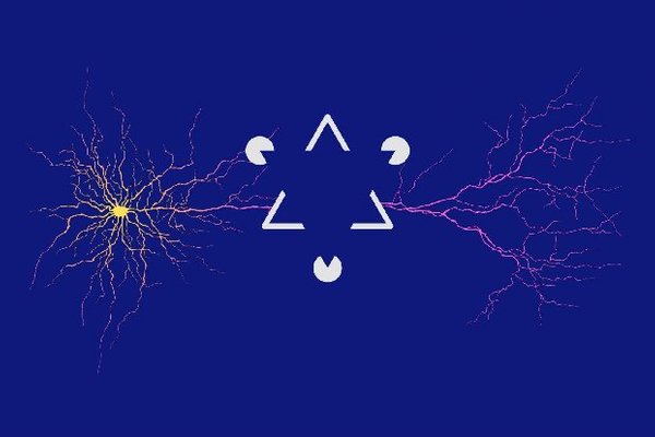 Synapses in the brain mirror the structure of the visual world Synapses in the brain mirror the structure of the visual world