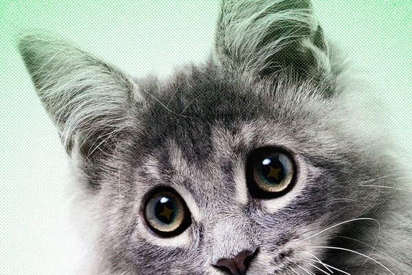 AI Slop Is Ruining Cute Animals on the Internet