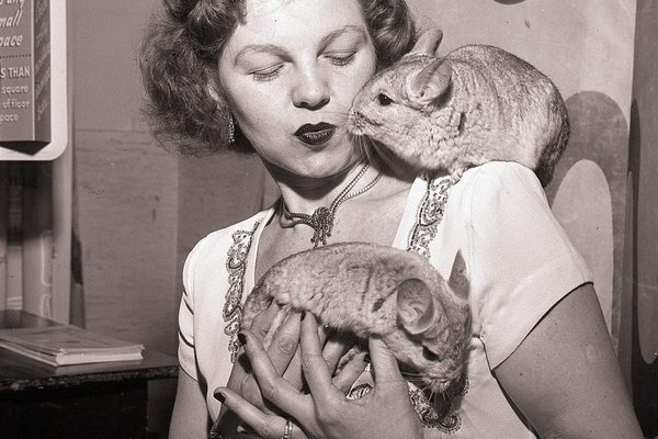 The Future of AI: Will the Chinchilla Approach Survive the $3 Trillion Debate?