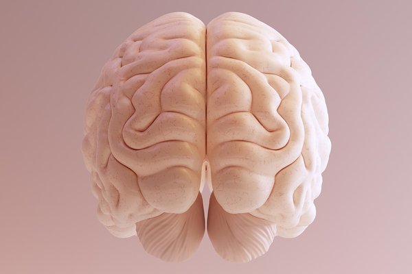 How AI Deep-Learning Models Illuminate 320 Million Years of Brain Evolution