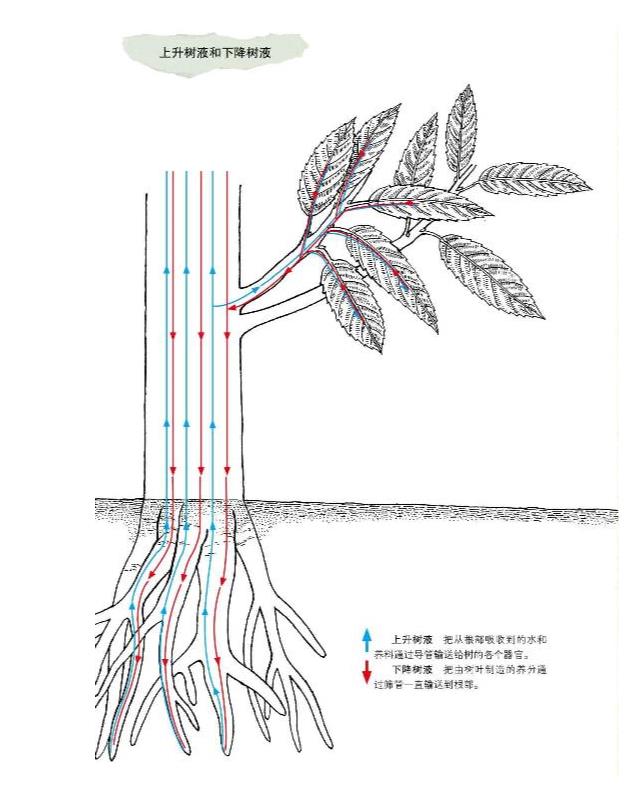 关于年轮的故事