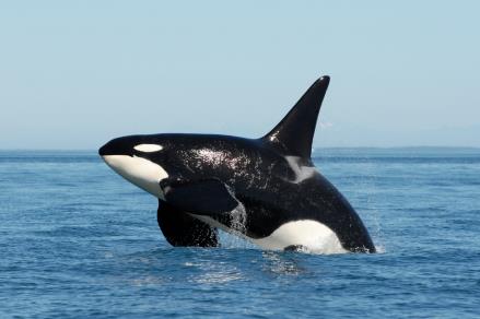 别当虎鲸女友——虎鲸是地球上最妈宝的动物！