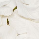 Eleganza Rose Petals - White 1000pcs - Accessories