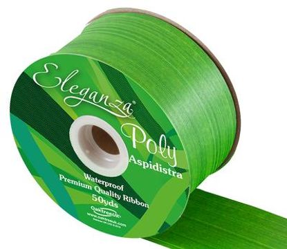 Eleganza Poly Ribbon Aspidistra 50mm x 50yds Daffodil - Ribbons