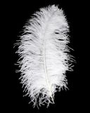 Eleganza Ostrich Premium Femina Wing Feather 60-66cm 1pc - Accessories