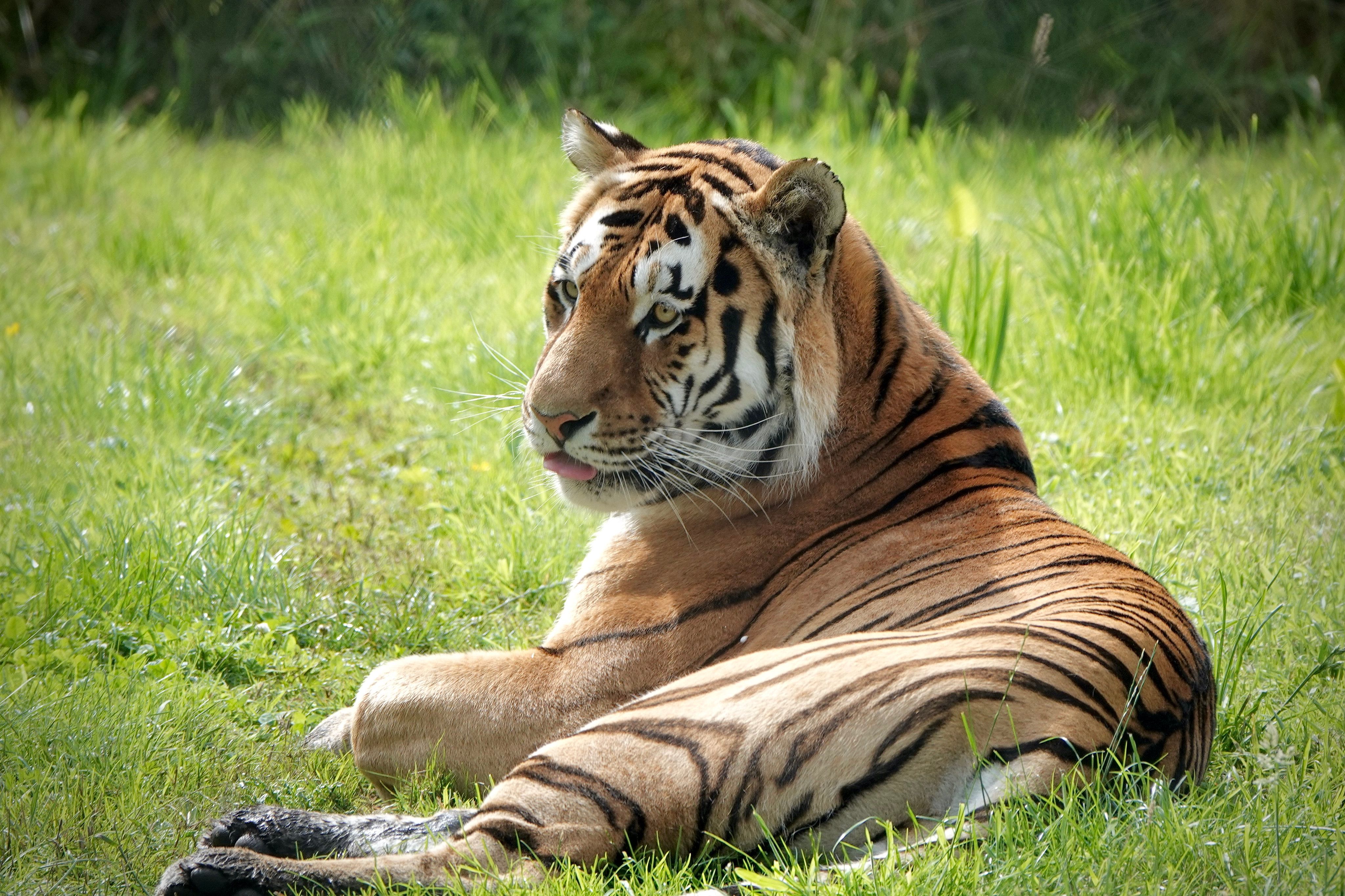 Knowsley Safari
