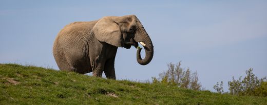 Knuthenborg Safaripark