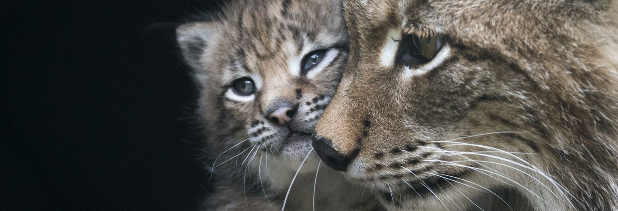 Wild & Freizeitpark Ferleiten