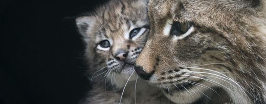 Wild & Freizeitpark Ferleiten