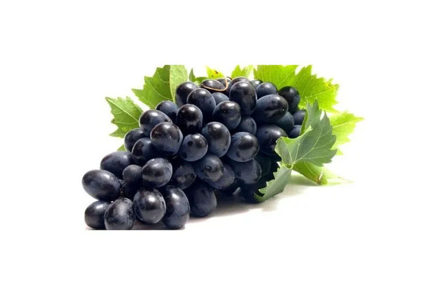 씨없는블랙포도 (1.8KG)