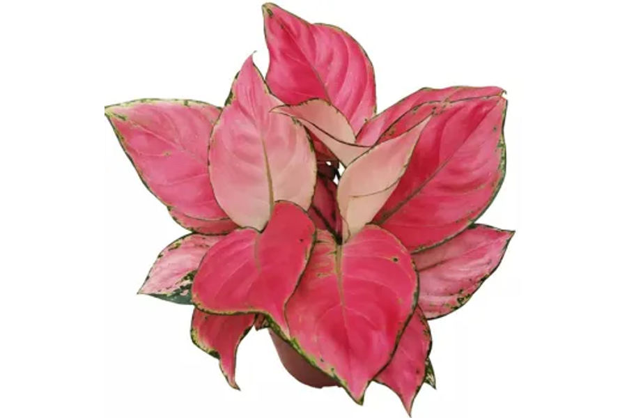 아글레오네마 2팩 인테리어 식물 토분 화분