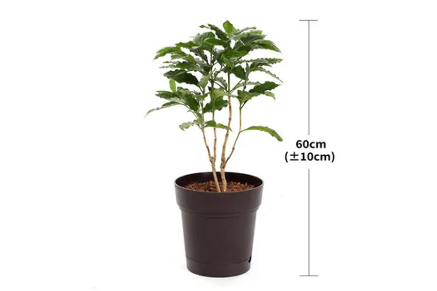 떡갈고무나무 공기정화식물 플라스틱 화분