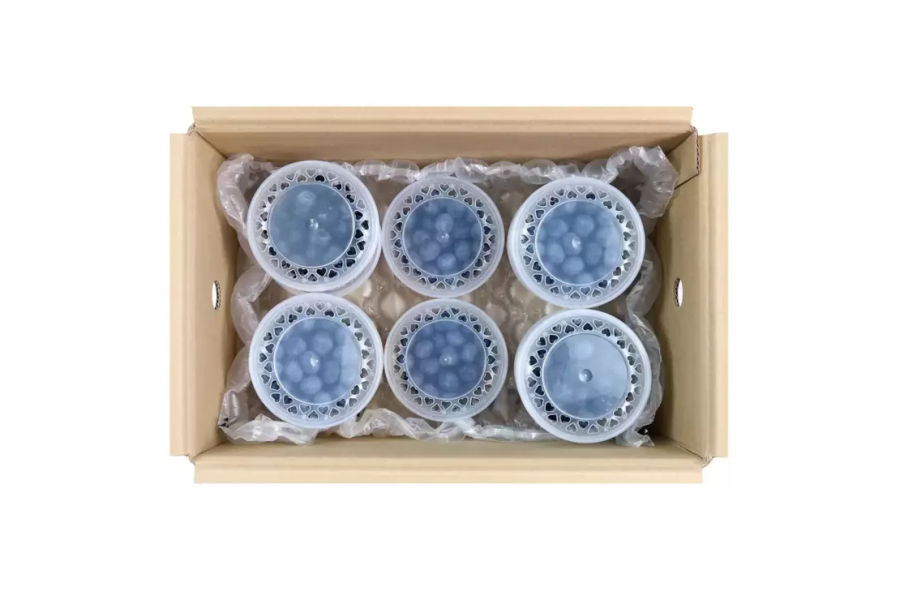 블루베리 100g x 10팩