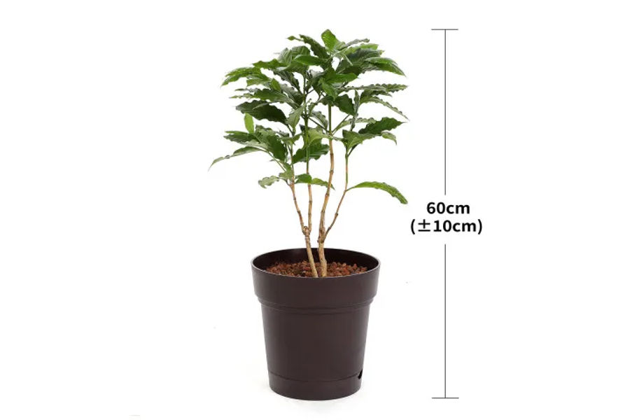커피나무 플라스틱화분